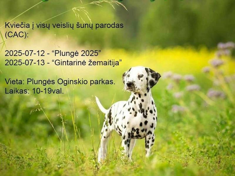 Šunų parodos (CAC) „PLUNGĖ 2025“ ir „GINTARINĖ ŽEMAITIJA 2025“