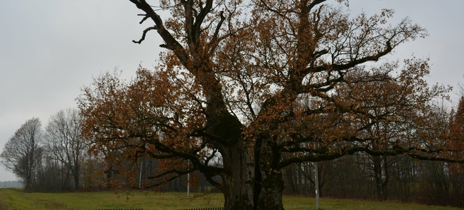 Mingėlos ąžuolas